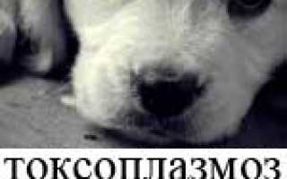 У кого есть собака и нет иммунитета к токсоплазмозу
