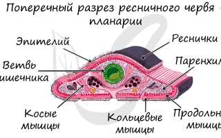 Почему у плоских и ленточных червей наблюдается биологический прогресс
