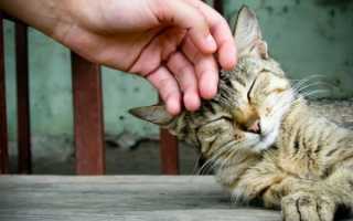 У котенка длинные белые глисты что это
