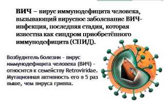 Являются ли блохи переносчиками глистов