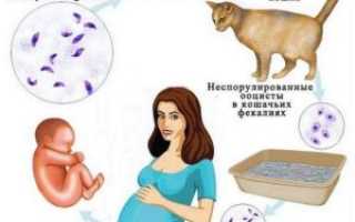Передается ли токсоплазмоз воздушно-капельным путем от кошки