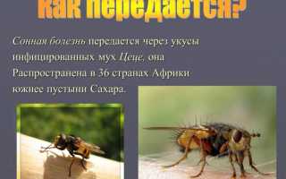 Скарабиаз паразитарное заболевание вызываемое