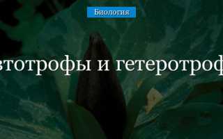 Все о гетеротрофах автотрофах паразитах и симбионтах