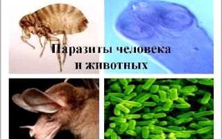 Среди млекопитающих есть паразиты