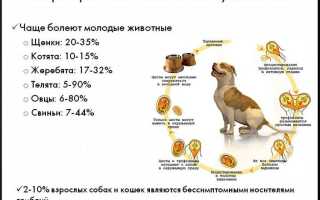 Лямблия интестиналис в кале что это