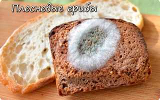 Схема жизненного цикла гриба паразита