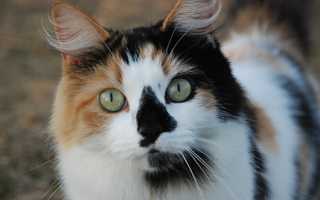 Можно ли мыть кота если у него глисты